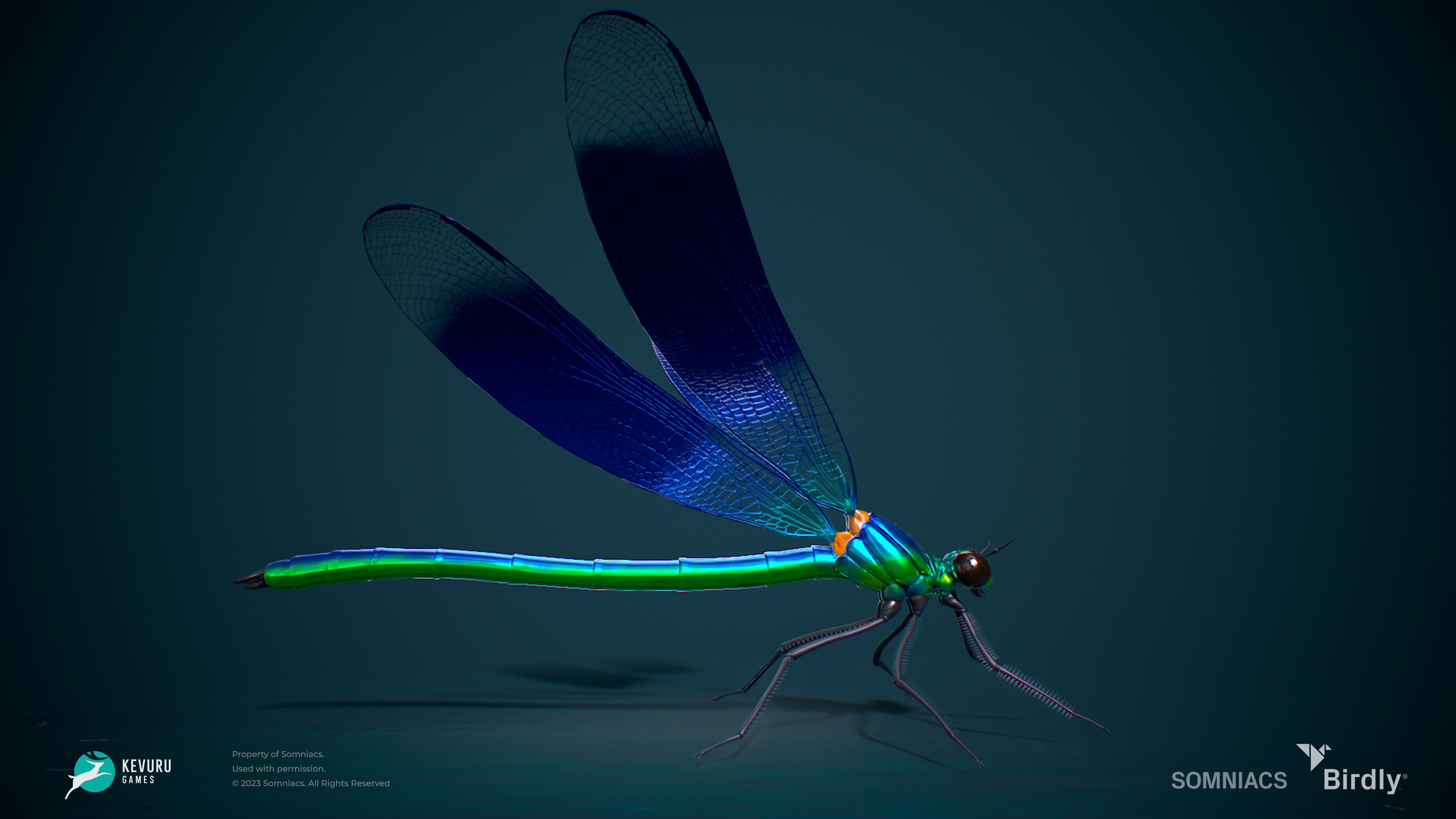 birdly insect dragonfly 3d